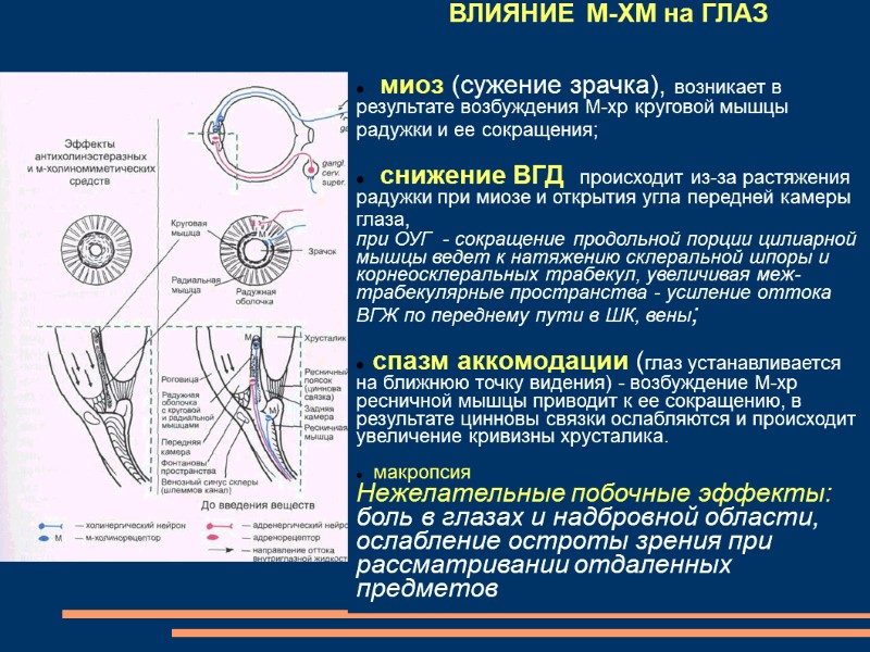 ВЛИЯНИЕ М-ХМ на ГЛАЗ     миоз (сужение зрачка), возникает в результате